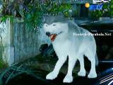 Kumpulan Foto GGS Episode 288 Part 2 [SCTV] Digo Kalap, Axel Tewas di Tangan Digo
