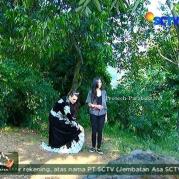Nayla dan Ratu Macan GGS Episode 425