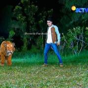 Ratu Macan dan Galang GGS Episode 409