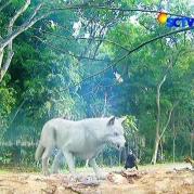 Foto Pemain GGS Returns Episode 49-2